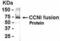 Cyclin I antibody, XW-8009, ProSci, Western Blot image 