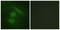 Interferon Regulatory Factor 3 antibody, LS-C117658, Lifespan Biosciences, Immunofluorescence image 