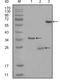 CD33 Molecule antibody, STJ97921, St John