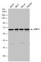 N-Myristoyltransferase 1 antibody, PA5-78082, Invitrogen Antibodies, Western Blot image 