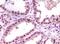 Lysine Demethylase 1A antibody, NB100-1762, Novus Biologicals, Immunohistochemistry frozen image 
