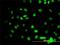 GATA Binding Protein 2 antibody, H00002624-M02, Novus Biologicals, Immunocytochemistry image 
