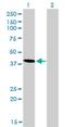 Testin antibody, H00026136-M01, Novus Biologicals, Western Blot image 