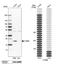 Cytochrome B5 Type B antibody, NBP1-88039, Novus Biologicals, Western Blot image 