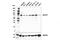 Nuclear FMR1 Interacting Protein 1 antibody, 37783S, Cell Signaling Technology, Western Blot image 