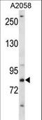 CREB Regulated Transcription Coactivator 2 antibody, LS-C167059, Lifespan Biosciences, Western Blot image 