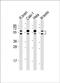 Cyclin Dependent Kinase Like 3 antibody, PA5-72267, Invitrogen Antibodies, Western Blot image 