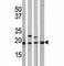 p21 antibody, F48423-0.4ML, NSJ Bioreagents, Immunohistochemistry frozen image 
