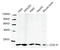 Cytochrome C Oxidase Subunit 4I1 antibody, LS-B14118, Lifespan Biosciences, Western Blot image 