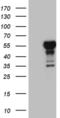 LIM Homeobox 4 antibody, MA5-27181, Invitrogen Antibodies, Western Blot image 