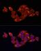 Sequestosome 1 antibody, LS-C746920, Lifespan Biosciences, Immunofluorescence image 