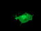 Lin-7 Homolog B, Crumbs Cell Polarity Complex Component antibody, LS-C115441, Lifespan Biosciences, Immunofluorescence image 