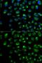 Interferon Alpha And Beta Receptor Subunit 2 antibody, GTX54289, GeneTex, Immunocytochemistry image 