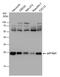 Cyclin Dependent Kinase Inhibitor 1B antibody, PA5-27188, Invitrogen Antibodies, Western Blot image 