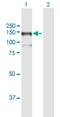 Mitogen-Activated Protein Kinase Kinase Kinase 13 antibody, H00009175-B01P, Novus Biologicals, Western Blot image 