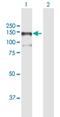 Mitogen-Activated Protein Kinase Kinase Kinase 13 antibody, H00009175-B01P, Novus Biologicals, Western Blot image 