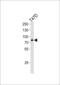 Exostosin Glycosyltransferase 2 antibody, MBS9215203, MyBioSource, Western Blot image 