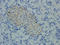 C-X-C Motif Chemokine Ligand 12 antibody, orb11353, Biorbyt, Immunohistochemistry paraffin image 