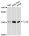 SYN1 antibody, A12822, ABclonal Technology, Western Blot image 
