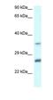 Carbonyl Reductase 4 antibody, orb326363, Biorbyt, Western Blot image 