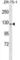 Phosphatidylinositol Transfer Protein Membrane Associated 1 antibody, abx029385, Abbexa, Western Blot image 