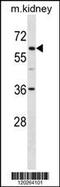 Transcription factor E3 antibody, 59-796, ProSci, Western Blot image 