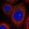 ArfGAP With SH3 Domain, Ankyrin Repeat And PH Domain 1 antibody, NBP2-48909, Novus Biologicals, Immunofluorescence image 