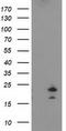 Fibroblast Growth Factor 21 antibody, LS-C337381, Lifespan Biosciences, Western Blot image 