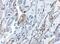 TNF Alpha Induced Protein 3 antibody, NBP1-77024, Novus Biologicals, Immunohistochemistry paraffin image 