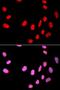 Cell Division Cycle 25C antibody, orb48318, Biorbyt, Immunofluorescence image 