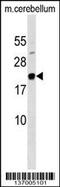 MAF BZIP Transcription Factor G antibody, MBS9212444, MyBioSource, Western Blot image 