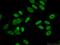 HDGF Like 2 antibody, 15134-1-AP, Proteintech Group, Immunofluorescence image 