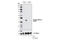 Glycogen Synthase Kinase 3 Beta antibody, 5558T, Cell Signaling Technology, Western Blot image 