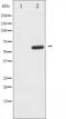 3-Phosphoinositide Dependent Protein Kinase 1 antibody, abx011326, Abbexa, Western Blot image 