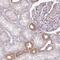 Transmembrane Protein 107 antibody, NBP2-30426, Novus Biologicals, Immunohistochemistry frozen image 