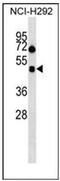 Hypocretin Receptor 1 antibody, AP52020PU-N, Origene, Western Blot image 