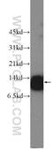 DnaJ Heat Shock Protein Family (Hsp40) Member C19 antibody, 12096-1-AP, Proteintech Group, Western Blot image 