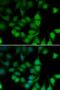 RNA Polymerase II Subunit H antibody, LS-C346152, Lifespan Biosciences, Immunofluorescence image 