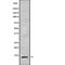 Transcription Elongation Factor A Like 7 antibody, PA5-68350, Invitrogen Antibodies, Western Blot image 