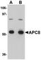 Cell Division Cycle 23 antibody, orb75413, Biorbyt, Western Blot image 