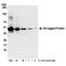 Head activator antibody, A190-138A, Bethyl Labs, Western Blot image 