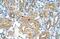 CTD Small Phosphatase Like antibody, NBP1-53169, Novus Biologicals, Immunohistochemistry paraffin image 