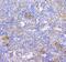 Lymphocyte Antigen 9 antibody, A05830-1, Boster Biological Technology, Immunohistochemistry paraffin image 