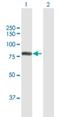 General Transcription Factor IIF Subunit 2 antibody, H00002962-B01P, Novus Biologicals, Western Blot image 