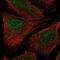 RAD54 Like 2 antibody, NBP2-58602, Novus Biologicals, Immunofluorescence image 