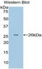 APC Regulator Of WNT Signaling Pathway antibody, LS-C292642, Lifespan Biosciences, Western Blot image 