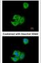 Anterior Gradient 3, Protein Disulphide Isomerase Family Member antibody, PA5-34749, Invitrogen Antibodies, Immunofluorescence image 