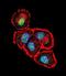 SRC-1 antibody, LS-C203762, Lifespan Biosciences, Immunofluorescence image 
