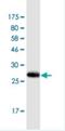Solute Carrier Family 37 Member 4 antibody, H00002542-M01-100ug, Novus Biologicals, Western Blot image 