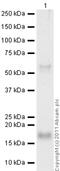 Interleukin-21 antibody, ab5978, Abcam, Western Blot image 